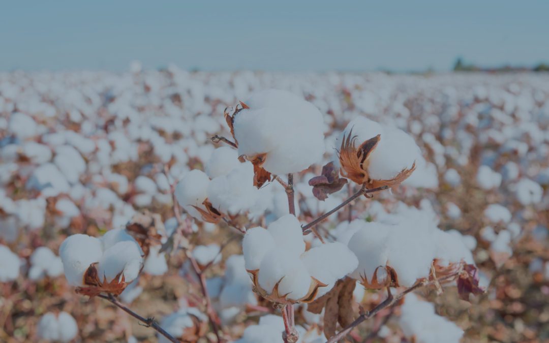 Cotton Quality Grades