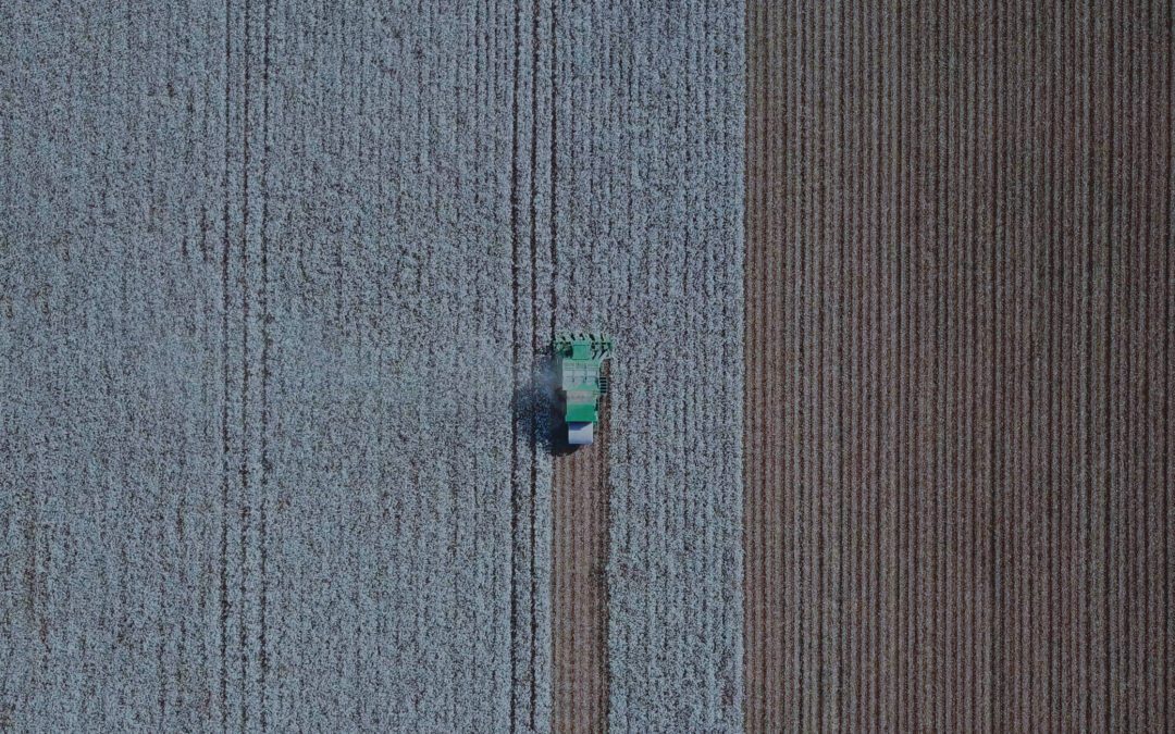 Factors That Influence Cotton Quality